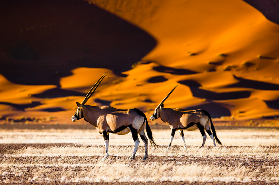 Orice deserto namibiano