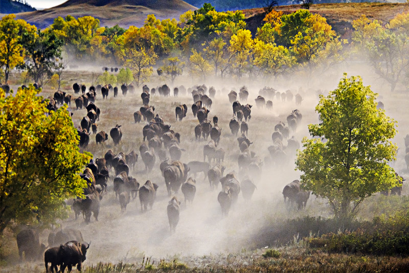 Buffalo Roundup South Dakota