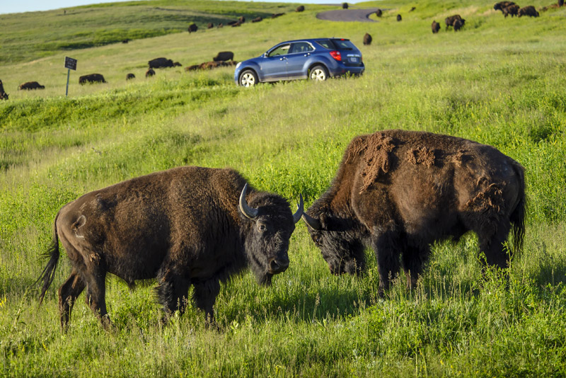 Bisonte Custer State Park