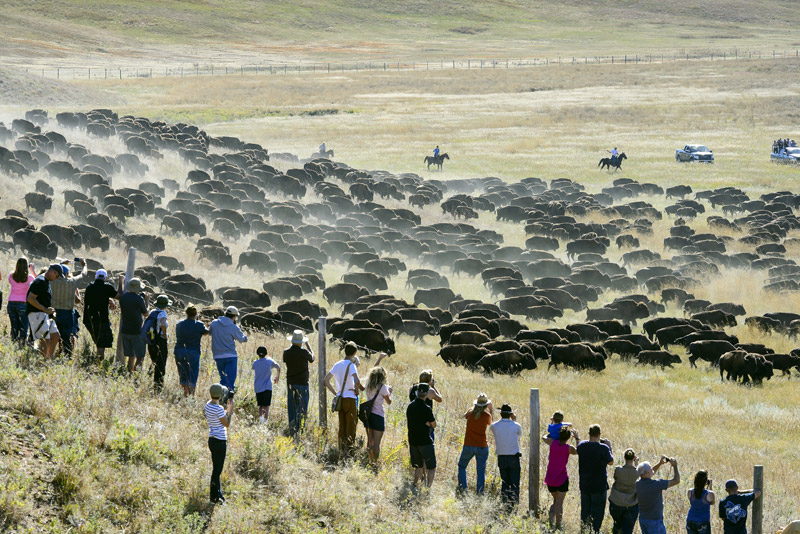 Buffalo Roundup South Dakota