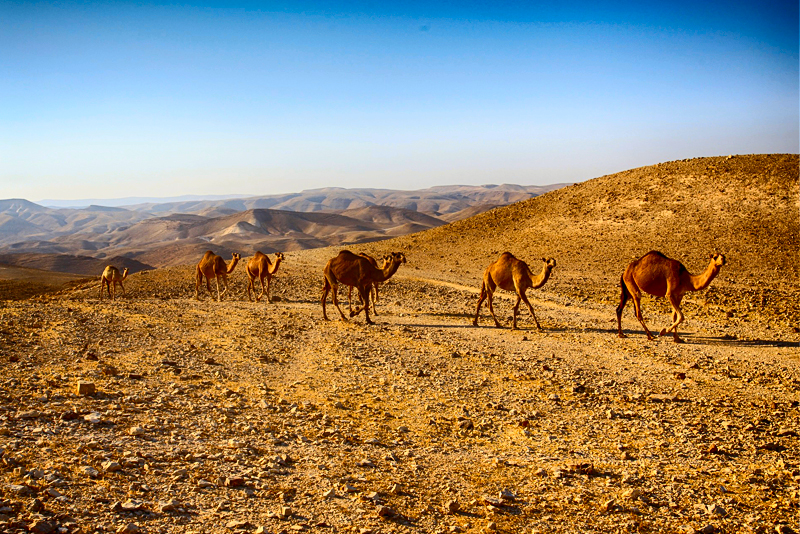 Deserto Negev Israele