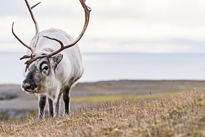 Fauna Svalbard