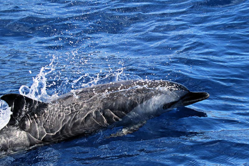 Delfini Sant'Elena