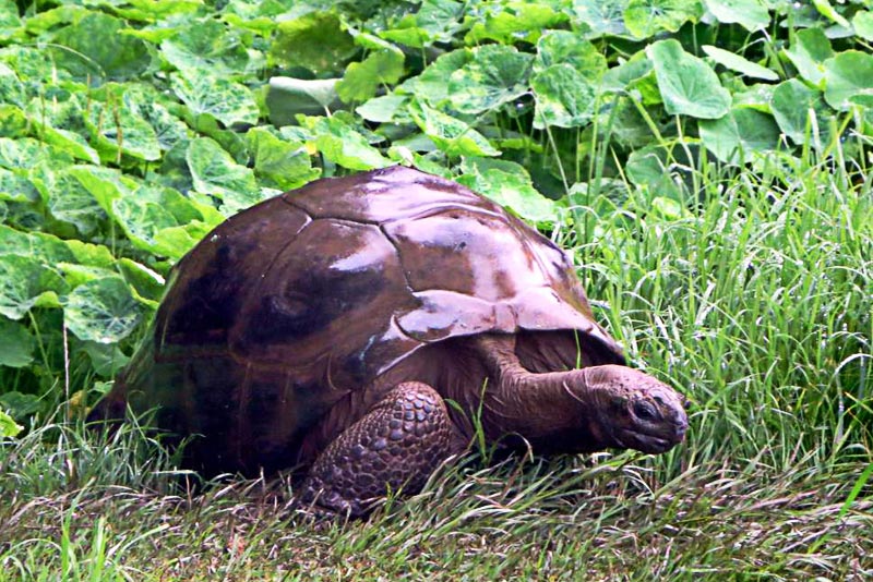 Specie endemiche Sant'Elena