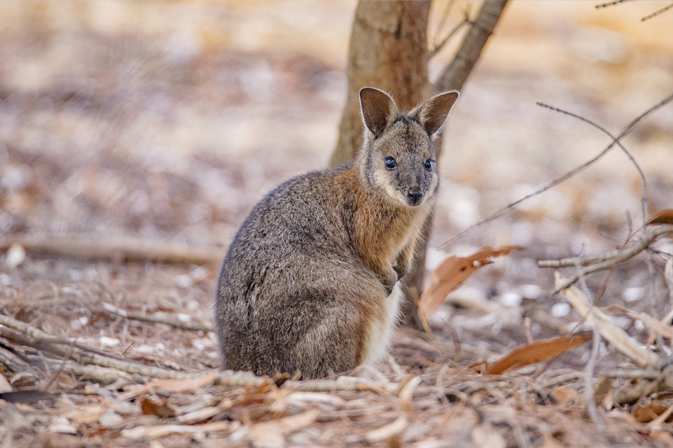 Wallaby Flinders