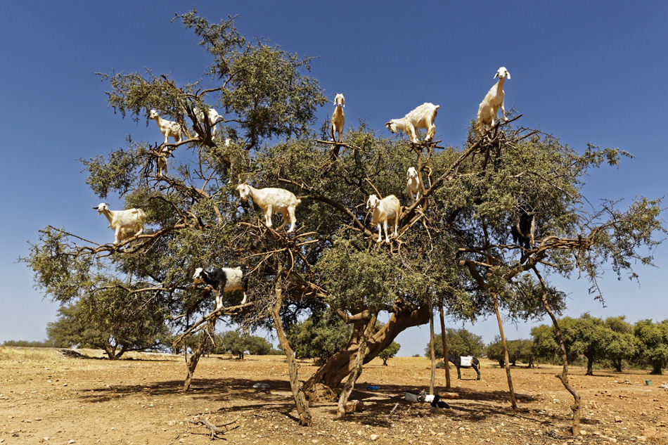 Le piante di Argan