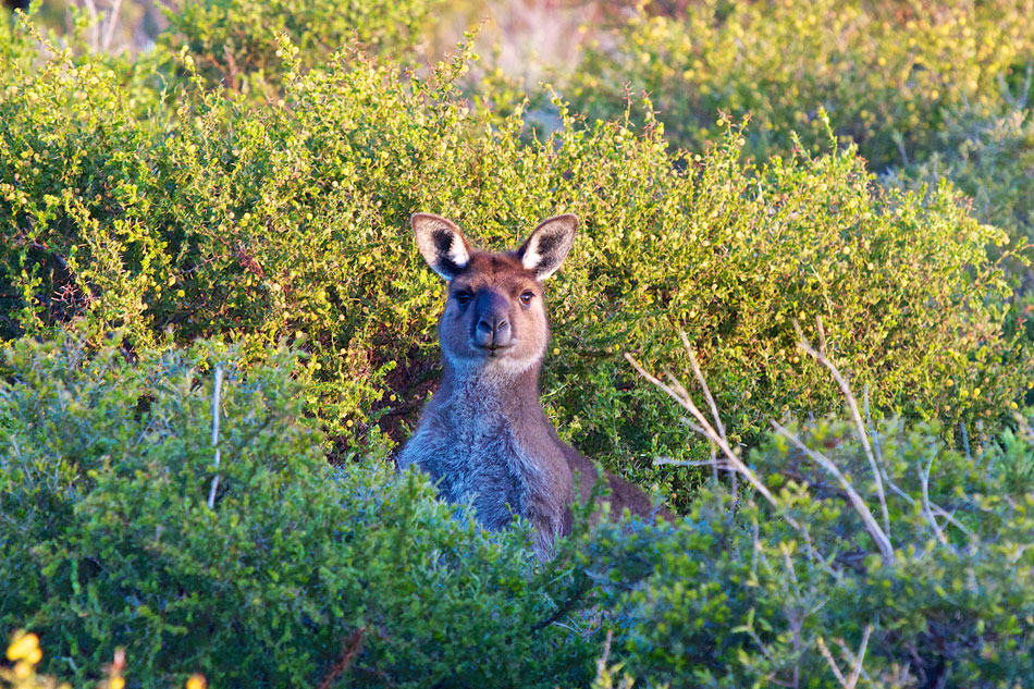 Wallaby