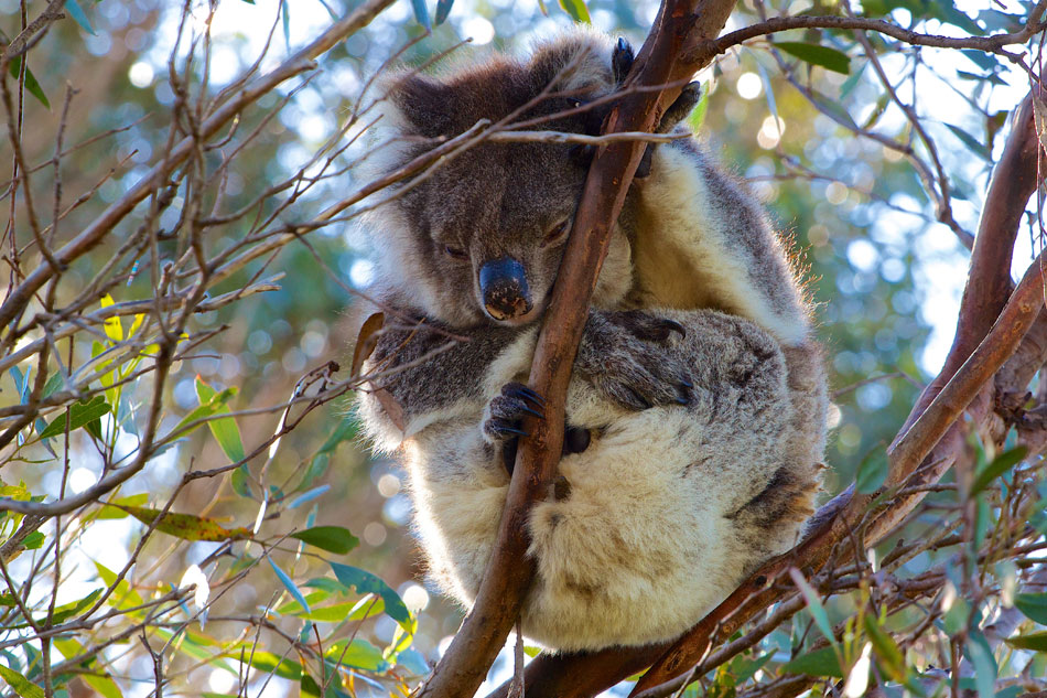 Koala