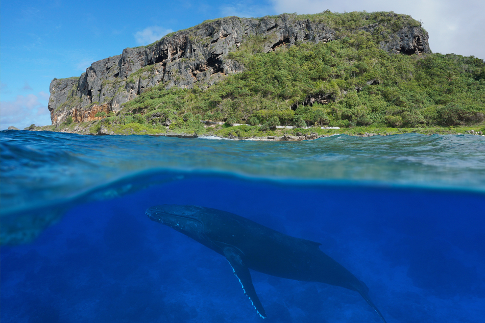 Balene Polinesia
