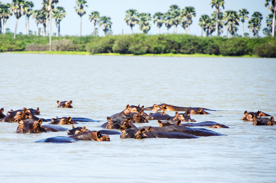  Selous Tanzania