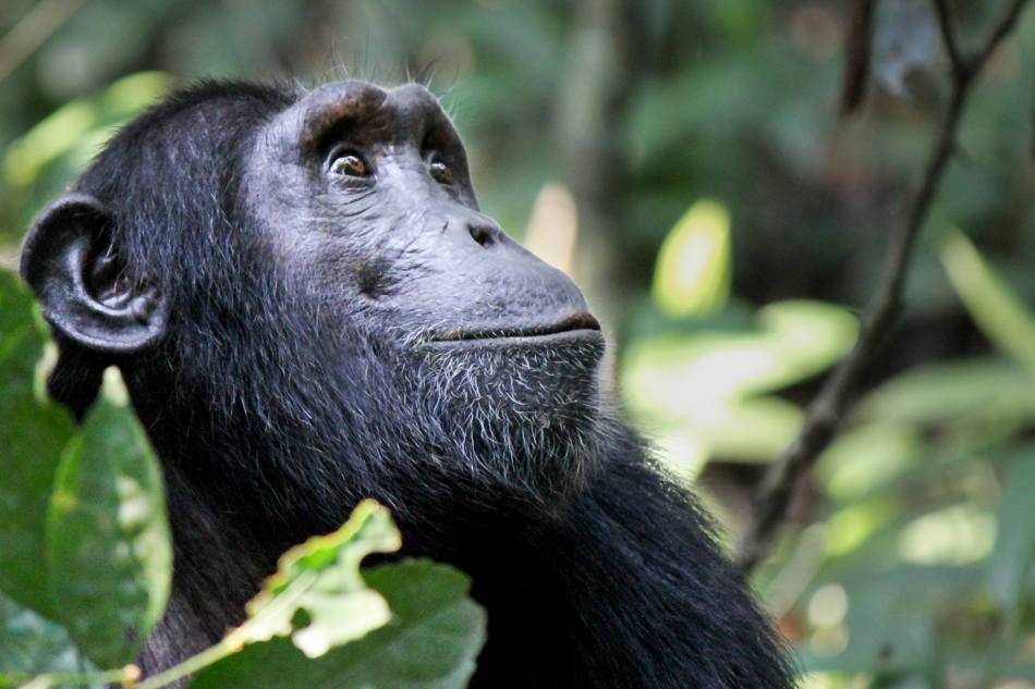  Parco Nazionale delle Montagne Mahale Tanzania