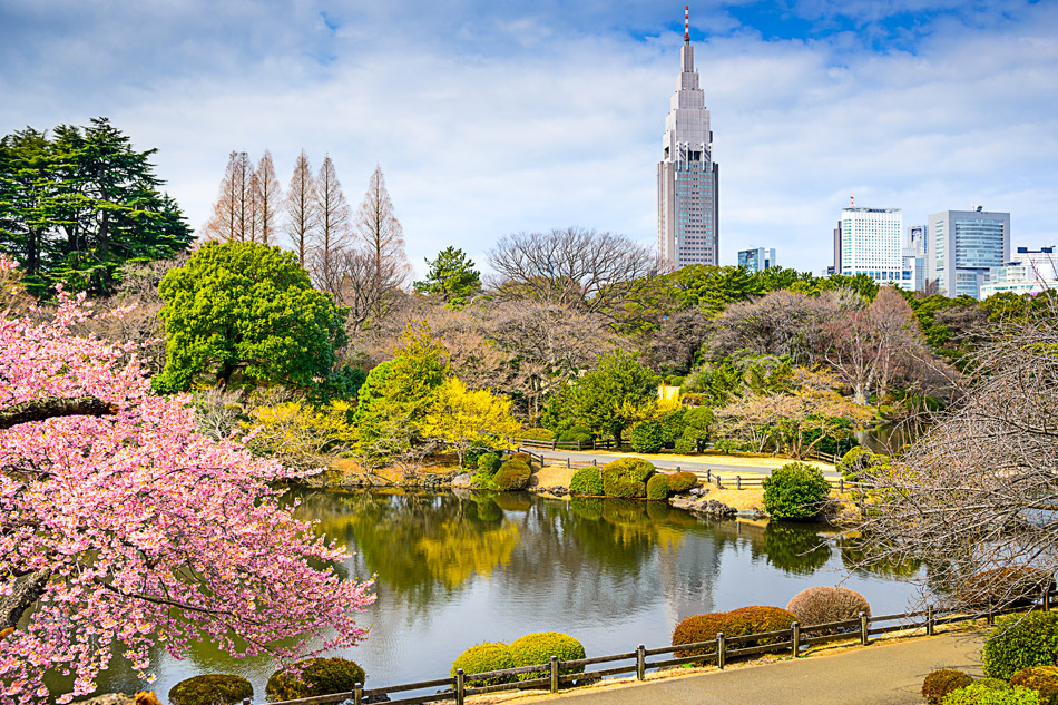 Shinjuku Gyoen Tokyo hanami