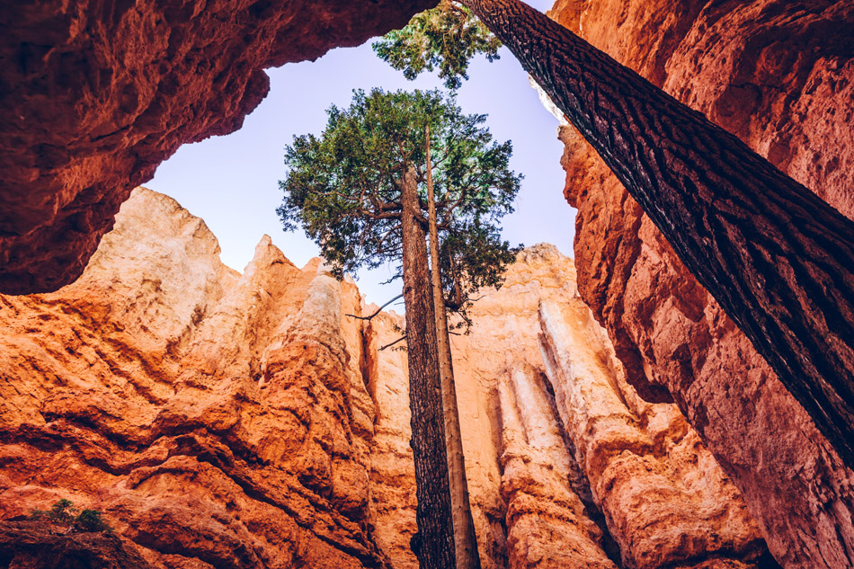 Biodiversità Bryce Canyon