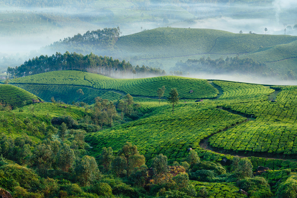 Piantagioni spezie Kerala