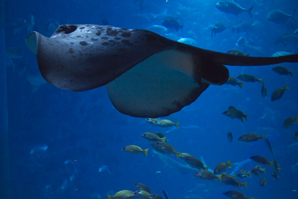 Aquarium Dubai Mall