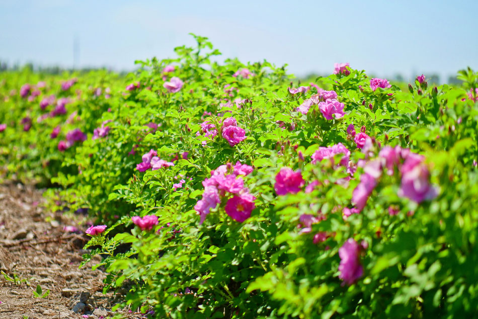 Rosa damascena Marocco