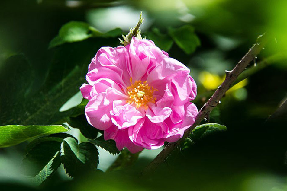 Rosa damascena Marocco