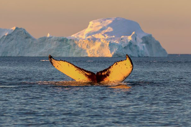Balene Greonlandia