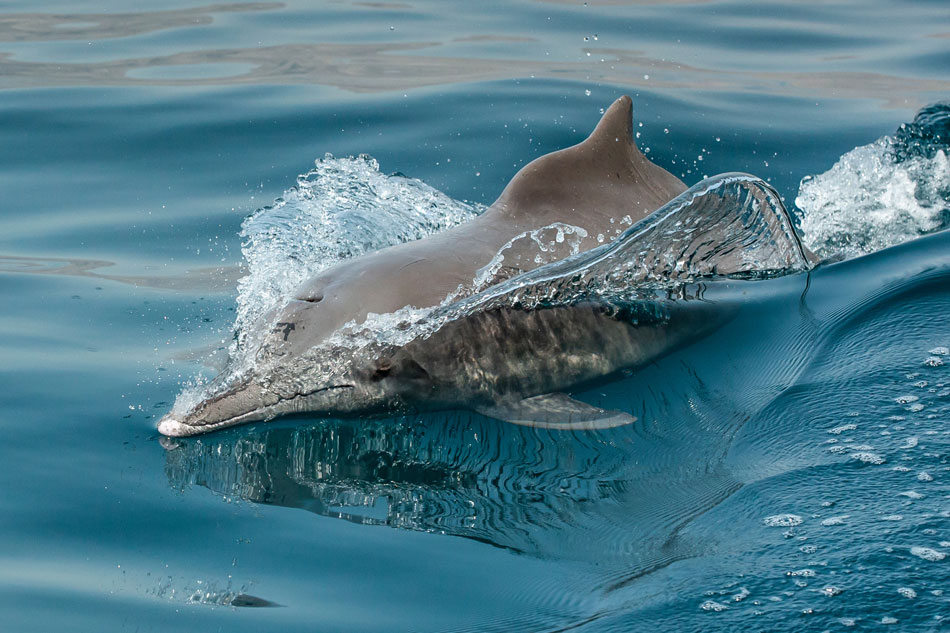 Delfini Musandam