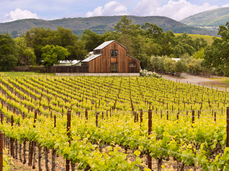 Vigneti California