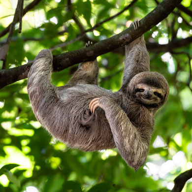 Capodanno Costa Rica